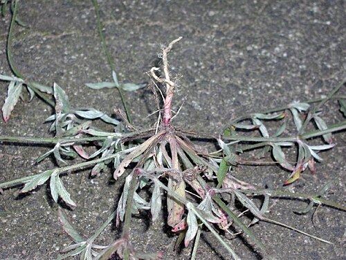Slender snakecotton: Froelichia gracilis (Hook.) Moq. - Slender snakecotton, taproot, United States