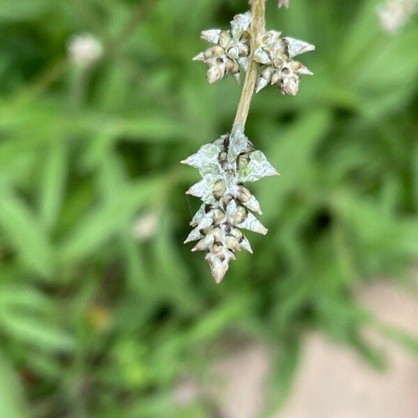 Slender snakecotton (Froelichia gracilis)