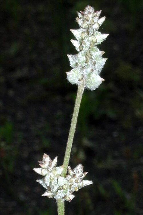 Slender snakecotton: Froelichia gracilis (Hook.) Moq. - Slender snakecotton, flowers, United States