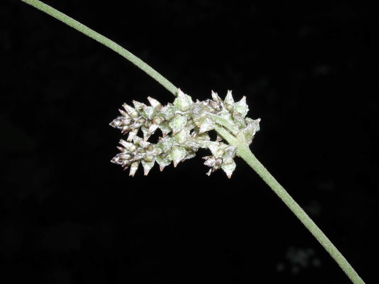 Slender snakecotton: Froelichia gracilis (Hook.) Moq. - Slender snakecotton, flower, United States