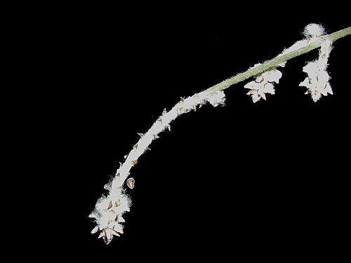 Slender snakecotton: Froelichia gracilis (Hook.) Moq. - Slender snakecotton, flowers, United States