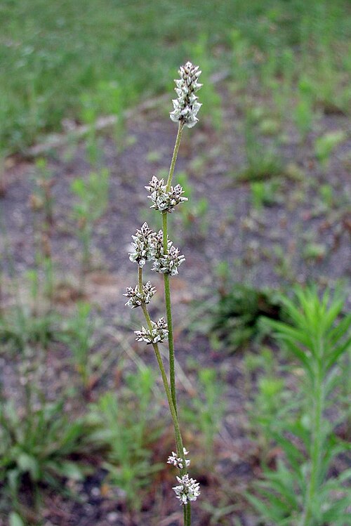 Slender snakecotton: Froelichia gracilis (Hook.) Moq. - Slender snakecotton, flowers, United States