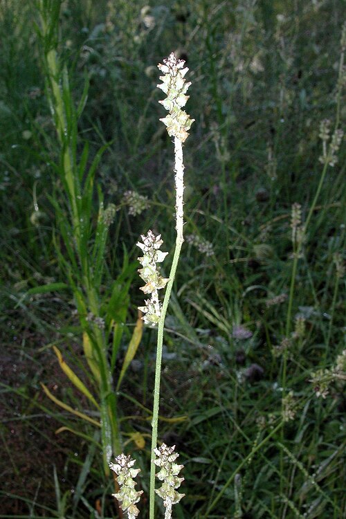 Slender snakecotton: Froelichia gracilis (Hook.) Moq. - Slender snakecotton, flower, United States