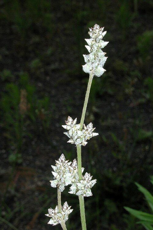 Slender snakecotton: Froelichia gracilis (Hook.) Moq. - Slender snakecotton, flowers, United States