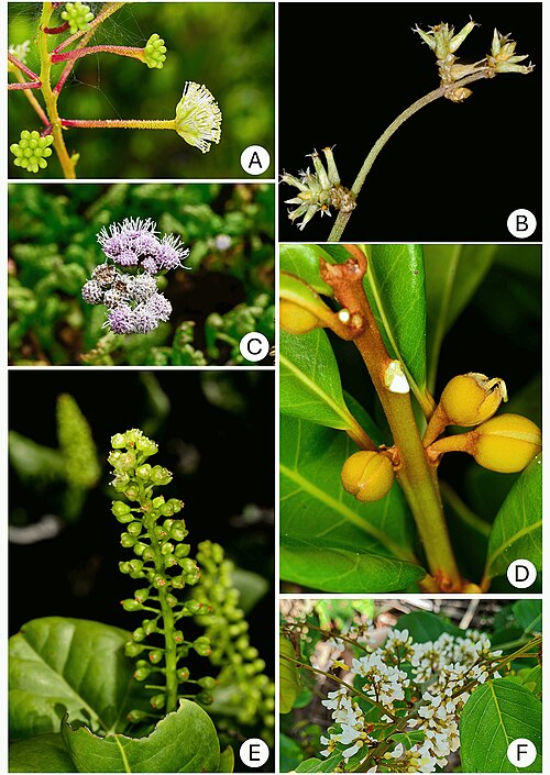 Froelichia humboldtiana: image Figure 8. Species from other phytogeographical domains found in the restinga of the Northern Coast of Bahia: Caatinga and Cerrado (A-C), Amazon (D-F). A -