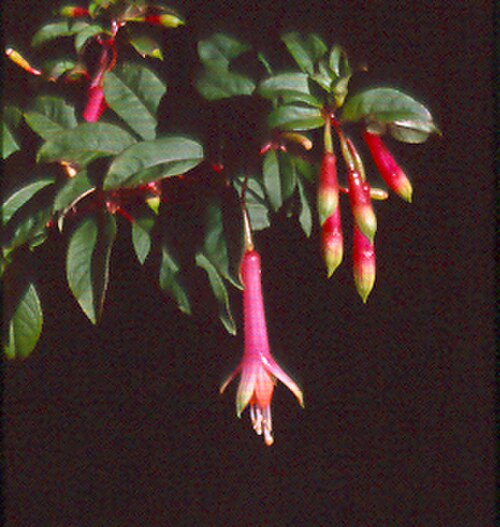 Fuchsia denticulata (Fuchsia denticulata)