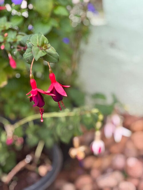 Hardy fuchsia: It looks pretty red flower