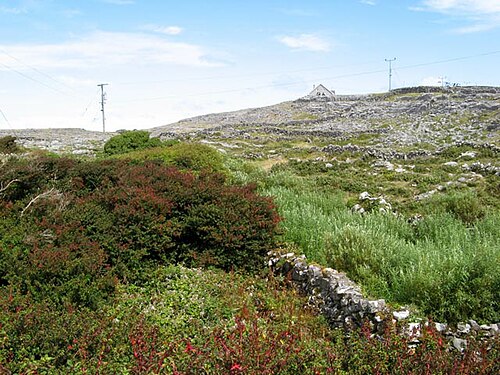 Hardy fuchsia: Fuchsia forest A derelict field has hosted the escape and rampant growth of the ubiquitous Fuchsia magellanica which is an alien, endemic shrub in the mild Atla