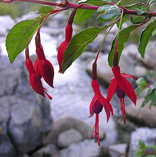 Hardy fuchsia: The Magellanic Fuchsia or Chilco of southern Chile and Argentina. Here near Rio Cisnes, Chile. In context at www.dixpix.ca/sth_cordillera/flora/evenprim/index.h
