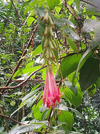 Hardy fuchsia: Fuchsia magellanica