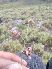 Fumana arabica (Fumana arabica)