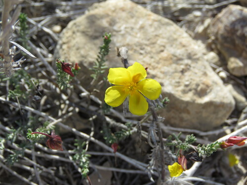 Fumana ericoides (Fumana ericoides)