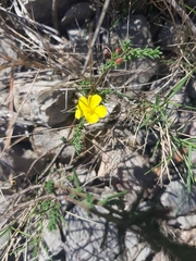 Fumana ericoides (Fumana ericoides)