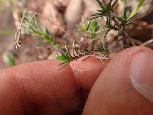Fumana juniperina (Fumana juniperina)