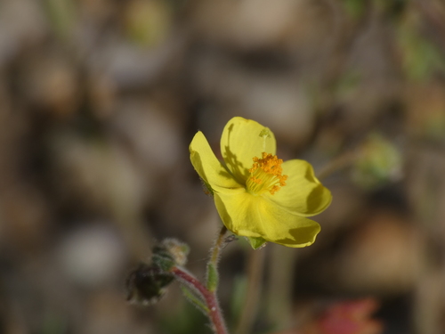 Fumana juniperina (Fumana juniperina)