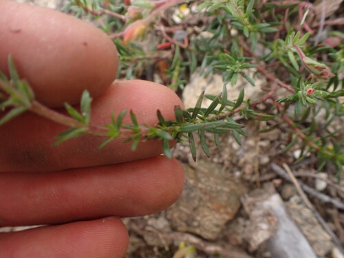 Fumana juniperina (Fumana juniperina)