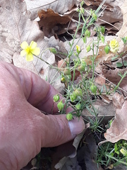 Fumana juniperina (Fumana juniperina)