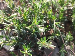 Fumana juniperina (Fumana juniperina)