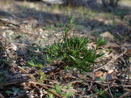 Fumana juniperina (Fumana juniperina)