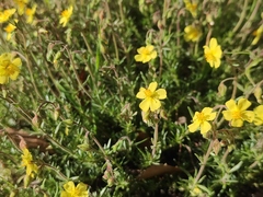 Fumana juniperina (Fumana juniperina)
