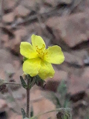 Fumana juniperina (Fumana juniperina)