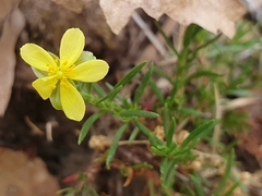 Fumana juniperina (Fumana juniperina)