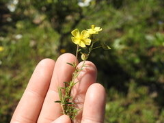 Fumana juniperina (Fumana juniperina)