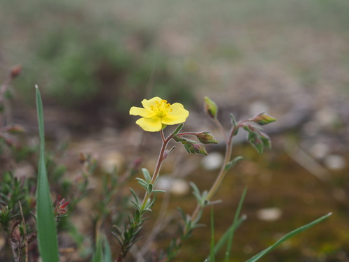 Fumana juniperina (Fumana juniperina)