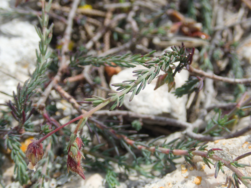 Fumana laevipes (Fumana laevipes)