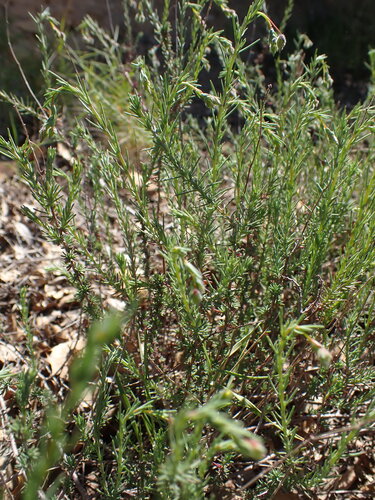 Fumana laevipes (Fumana laevipes)
