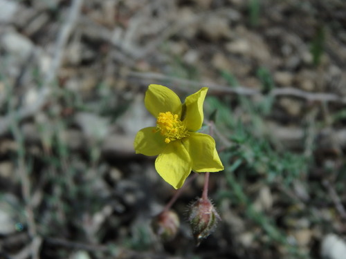 Fumana laevipes (Fumana laevipes)