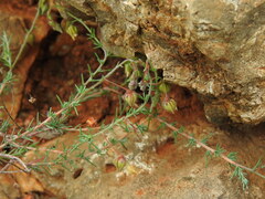 Fumana laevipes (Fumana laevipes)