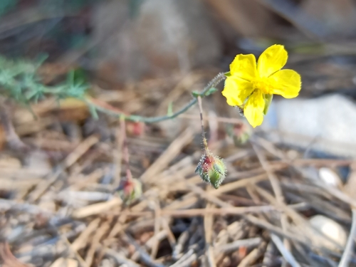 Fumana laevipes (Fumana laevipes)