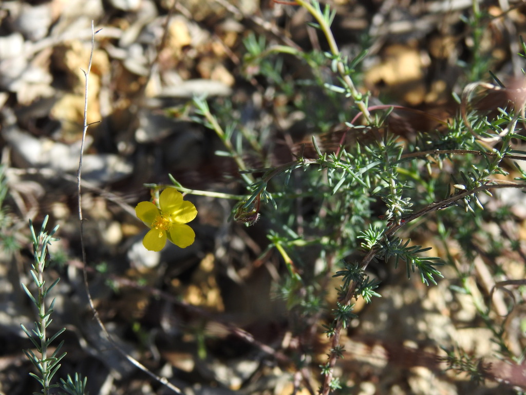 Fumana laevipes (Fumana laevipes)