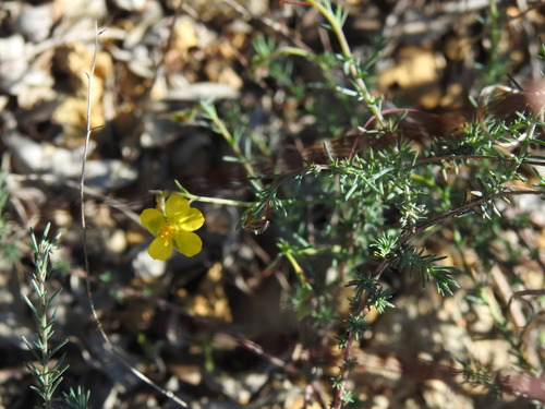 Fumana laevipes (Fumana laevipes)