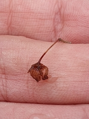 Fumana laevipes (Fumana laevipes)