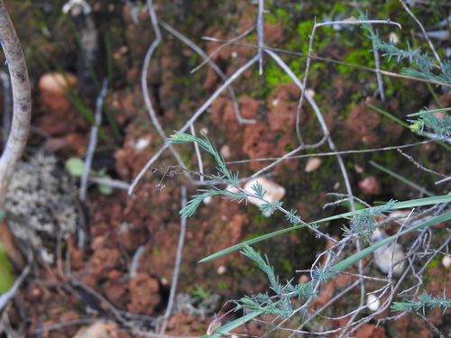 Fumana laevipes (Fumana laevipes)