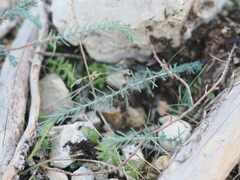 Fumana laevipes (Fumana laevipes)
