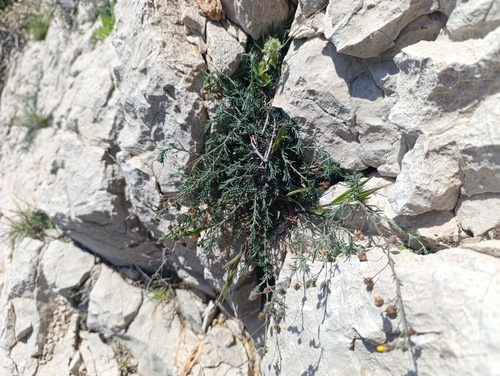 Fumana laevipes (Fumana laevipes)