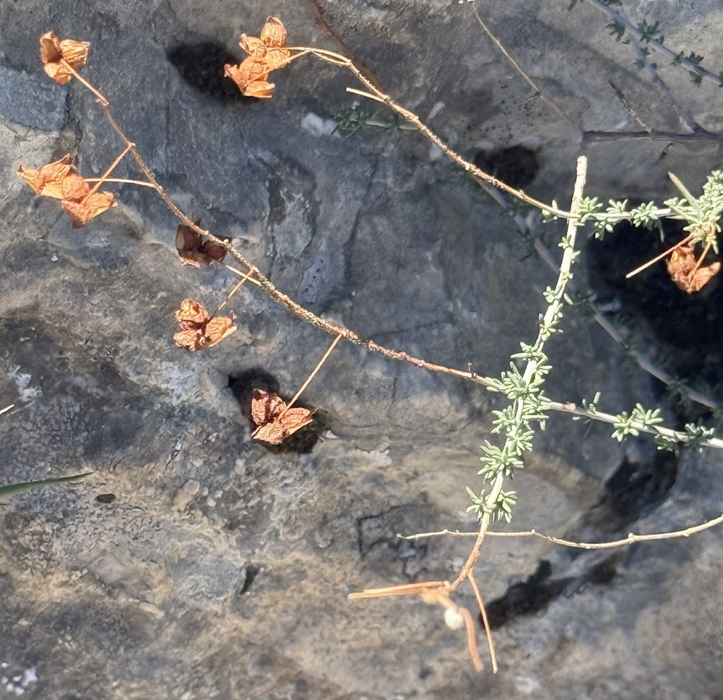 Fumana laevipes (Fumana laevipes)