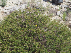 Fumana laevis (Fumana laevis)