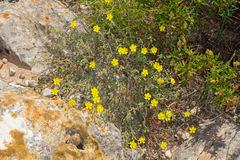 Fumana laevis (Fumana laevis)