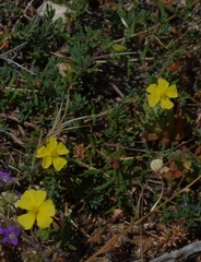Fumana laevis (Fumana laevis)