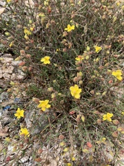 Fumana laevis (Fumana laevis)
