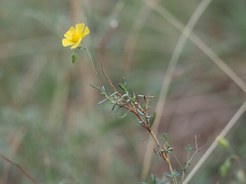 Fumana laevis (Fumana laevis)
