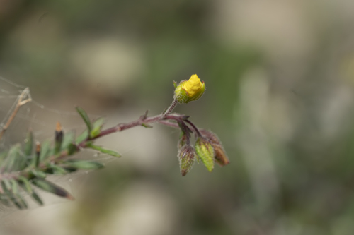 Fumana laevis (Fumana laevis)