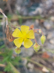 Fumana laevis (Fumana laevis)