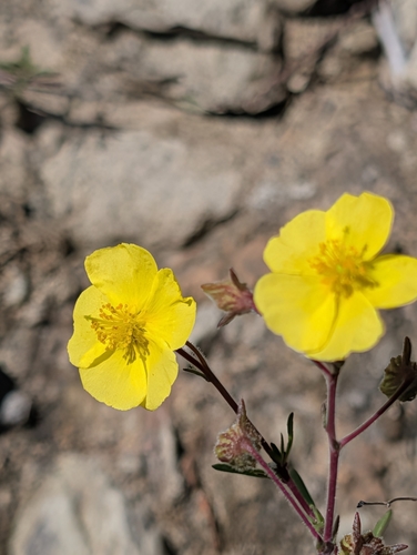 Fumana laevis (Fumana laevis)