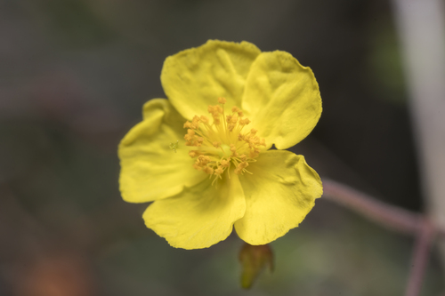 Fumana laevis (Fumana laevis)