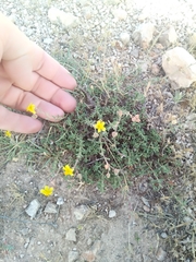 Fumana laevis (Fumana laevis)